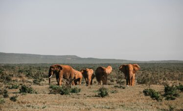 Gir National Park Tour Packages at ₹9500 pp