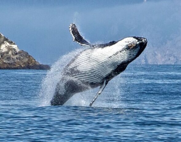 A whale plays around in the waters of Kenai Fjords… (1)